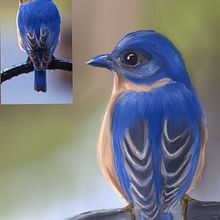 Pájaro Azul. Traditional illustration, Digital Illustration, and Naturalistic Illustration project by Rebeca Arriaga - 03.30.2023