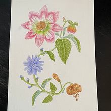 Mi proyecto del curso: Acuarela realista para composiciones botánicas. Un proyecto de Ilustración tradicional, Pintura, Dibujo, Pintura a la acuarela e Ilustración botánica de Marie Mol - 04.04.2023