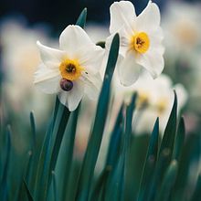 My project for course: Beginner’s Photography: Basic Camera Use and Theory. Photograph, Digital Photograph, and Photographic Composition project by evgenia_resh - 04.04.2023