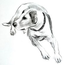 My project for course: Animal Illustration with Charcoal and Ink. Fine Arts, Drawing, Ink Illustration, and Naturalistic Illustration project by Cathy Mullaly - 04.05.2023