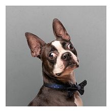 Atos es un Boston Terrier curioso. Photograph, Portrait Photograph, Studio Photograph, Documentar, Photograph, Photo Retouching, Digital Photograph, and Commercial Photograph project by Santiago Flórez - 02.28.2023