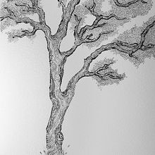 Valley Oak - Quercus lobata. Un progetto di Illustrazione tradizionale di Izzi Mata - 07.03.2021