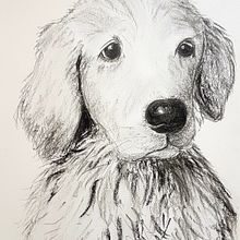 Mein Abschlussprojekt für den Kurs: Tiere zeichnen mit Kohle und Tusche. Un progetto di Belle arti, Disegno, Illustrazione con inchiostro e Illustrazione naturalistica di Katja Bader - 06.04.2023