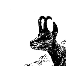 My project for course: Dip Pen and Ink Illustration: Capturing The Natural World. Sketching, Drawing, Artistic Drawing, Sketchbook, Ink Illustration, and Naturalistic Illustration project by Santiago Martínez Masip - 04.07.2023
