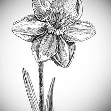 Ink. Traditional illustration, Ink Illustration, and Drawing project by aurorac - 04.12.2023
