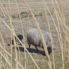 The Sheep Song. Een project van Fotografie van Anna Rohova - 12.04.2023