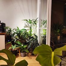 Mi proyecto del curso: Diseño de interiores con plantas desde cero. Interior Design, L, scape Architecture, Decoration, Interior Decoration, DIY, Floral, Plant Design, and Spatial Design project by Cantidio Biscalchim Netto - 04.13.2023