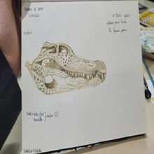 Meu projeto do curso: Ilustração científica de animais em aquarela Ein Projekt aus dem Bereich Traditionelle Illustration, Aquarellmalerei, Realistische Zeichnung und Naturalistische Illustration von Gabriella Pinheiro - 12.04.2023