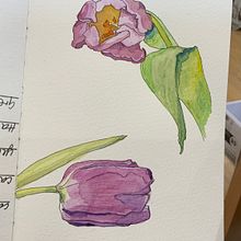 Botanical Watercolour, Decaying Tulips. Traditional illustration, Sketching, Drawing, Watercolor Painting, Botanical Illustration, and Sketchbook project by esmereldasunset - 04.19.2023