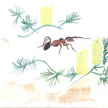 Ant With Native Flower. Traditional illustration project by Hae-Lyun Kang - 04.16.2023