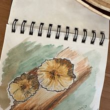 My project for course: Botanical Watercolor Sketchbook. Traditional illustration, Watercolor Painting, Botanical Illustration, and Sketchbook project by shaheens - 04.17.2023