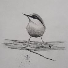 Mein Abschlussprojekt für den Kurs: Illustriere Vögel mit expressiven Aquarelltechniken. Traditional illustration, Watercolor Painting, Realistic Drawing, and Naturalistic Illustration project by heidrunknoch - 04.21.2023