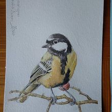 Il mio progetto del corso: Illustrazione naturalistica: acquerello in positivo e negativo "Cinciallegra". Fine Arts, Painting, Drawing, Watercolor Painting, Botanical Illustration, Naturalistic Illustration, and Traditional illustration project by Claudia Foroni - 04.21.2023