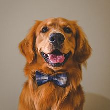 Mi proyecto del curso: Fotografía lifestyle de perros. Un proyecto de Fotografía, Fotografía de retrato, Fotografía para Instagram, Fotografía documental, Fotografía Lifest y le de Nataly Agudelo - 21.04.2023