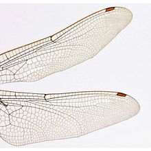 ALAS DE LIBÉLULA . Menulis, Mendongeng, Narasi, Penulisan Fiksi, Dan Penulisan Kreatif proyek oleh Júlia Gispert - 04.23.2023