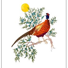 My project for course: Natural Illustration with Digital Painting: SUN-PHEASANT. Un proyecto de Ilustración tradicional, Dibujo, Ilustración digital, Dibujo realista, Pintura digital e Ilustración naturalista				 de Teresa Montalvao Hodson - 26.04.2023