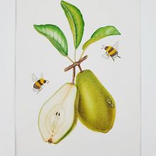 My project for course: Realistic Botanical Illustration: Escape to Nature. Painting, Watercolor Painting, Botanical Illustration, and Naturalistic Illustration project by Diyana - 04.24.2023