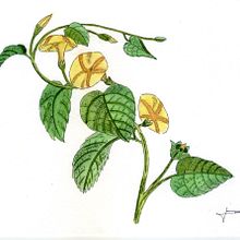 Mi proyecto del curso: Ilustración de la naturaleza con acuarela y plumilla. Traditional illustration, Fine Arts, Painting, Drawing, Watercolor Painting, and Botanical Illustration project by Jor Sassera - 04.24.2023