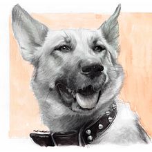 German shepherd dog realistic portrait drawing Ein Projekt aus dem Bereich Traditionelle Illustration, Bleistiftzeichnung, Realistische Zeichnung und Porträtzeichnung von Mentiradeloro Esther Cuesta - 26.04.2023