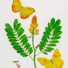 Mariposas y sus ciclos: Phoebis philea. Traditional illustration, and Naturalistic Illustration project by Natalia Uribe - 04.24.2023