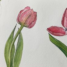 Tulip study over several days: Botanical Sketchbooking: A Meditative Approach. Traditional illustration, Sketching, Drawing, Watercolor Painting, Botanical Illustration, and Sketchbook project by betterlatethannever - 04.28.2023