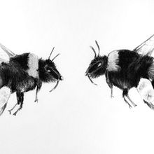 Mein Abschlussprojekt für den Kurs: Tiere zeichnen mit Kohle und Tusche. Projekt z dziedziny  Sztuki piękne,  R, sunek,  R, sunek atramentem, Ilustracja naturalist i czna użytkownika Marleen Utech - 28.04.2023