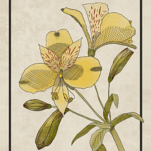Mi proyecto del curso: Ilustración botánica: del cuaderno a la lámina. Traditional illustration, Sketching, Drawing, Botanical Illustration, Sketchbook & Ink Illustration project by Jazmín Vainman - 04.26.2023