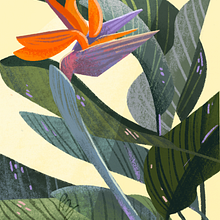 Bird of Paradise on Procreate. Digital Illustration project by Rebecca Zenger - 04.10.2023