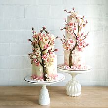 Sakura tree 