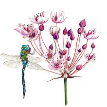 My project for course: Naturalistic Illustration in Watercolor and Gouache. Fine Arts, Painting, Watercolor Painting, Botanical Illustration, Naturalistic Illustration, and Gouache Painting project by Ivonne Wierink - 05.01.2023