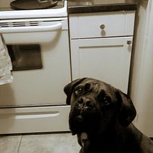 Sunny and Gus. Un proyecto de Pintura a la acuarela de Julia Cattirolo - 02.05.2023