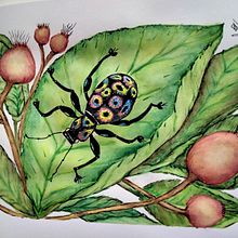 Gorgojo arcoiris entre guayabas. Fine Arts, Painting, Watercolor Painting, Botanical Illustration, Naturalistic Illustration, and Gouache Painting project by nora robledo aylagas - 05.04.2023
