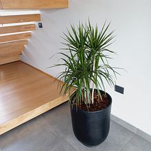 Mi proyecto del curso: Decoración expresiva con plantas de interior. Interior Design, L, scape Architecture, Decoration, Interior Decoration, DIY, Floral, Plant Design, and Spatial Design project by Pablo Adrian Fernandez - 05.01.2023