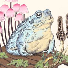 Magic Toad. Traditional illustration, Drawing, Realistic Drawing, and Naturalistic Illustration project by cyrillesaura - 05.06.2023