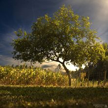A day on the farm.. Un progetto di Fotografia e Fotografia all'aperto di Giovanni Silva da Costa - 16.04.2023