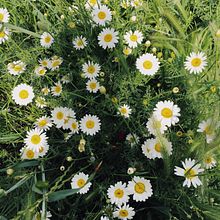 My project for course: Leadership for Creatives: Find Your Own Style. Un proyecto de Gestión del diseño de Septian Praja - 01.05.2023