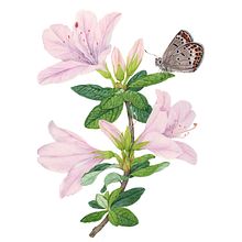 My project for course: Naturalistic Illustration in Watercolor and Gouache. Fine Arts, Painting, Watercolor Painting, Botanical Illustration, Naturalistic Illustration, and Gouache Painting project by Siva Xu - 05.10.2023