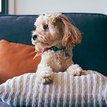 My project for course: Lifestyle Dog Photography. Un projet de Photographie, Photographie pour Instagram, Photographie lifest , et le de daniellawrasse - 10.05.2023