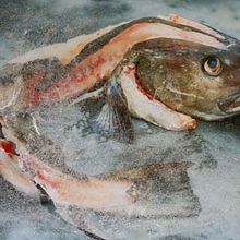 poker face. Un proyecto de Fotografía, Retoque fotográfico, Fotografía artística y Fotografía analógica de Marleen Brauers - 11.05.2023