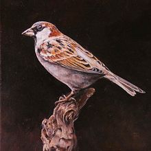 My project for course: Classical Oil Painting for Naturalist Bird Portraiture. Fine Arts, Painting, Oil Painting, and Naturalistic Illustration project by Fiona Redmond - 05.11.2023