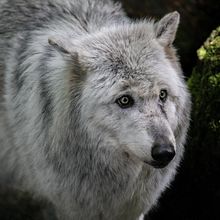 Wolf mood. Un progetto di Fotografia di aurore_escaffre - 01.05.2023