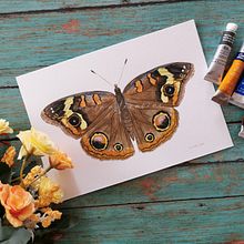 Junonia coenia o Mariposa ojo de venado común. Un progetto di Illustrazione tradizionale, Pittura, Pittura ad acquerello, Disegno realistico, Disegno artistico, Fotografia per Instagram e Illustrazione naturalistica di Ana Lizbet Quiroz Guevara - 16.04.2023