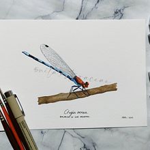 *Argia oenea* Bailarina de ojos ardientes Ein Projekt aus dem Bereich Realistische Zeichnung, Artistische Zeichnung, Traditionelle Illustration, Naturalistische Illustration, Fotografie für Instagram, Malerei und Aquarellmalerei von Ana Lizbet Quiroz Guevara - 18.04.2023