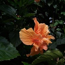 Meu projeto do curso: Fotografia móvel e identidade visual para Instagram. Advertising, Photograph, Marketing, Social Media, Mobile Photograph, Product Photograph, Mobile Marketing, Instagram, Instagram Photograph, Lifest, and le Photograph project by Olivia Locatelli - 05.16.2023