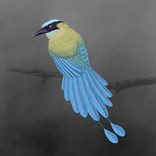 Ilustración: Barranquero. Un progetto di Illustrazione tradizionale e Illustrazione naturalistica di Pedro Steven Cruz González - 15.01.2023