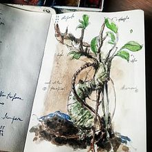 bonsai e altri precipizi. Traditional illustration, L, scape Architecture, Painting, Writing, Calligraph, Pencil Drawing, Drawing, Watercolor Painting, Stor, telling, Realistic Drawing, Artistic Drawing, Botanical Illustration, Sketchbook, Narrative, Naturalistic Illustration, and Gouache Painting project by Claudio Patanè - 05.19.2023