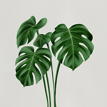 Ilustración Monstera deliciosa. Un proyecto de Ilustración tradicional, Ilustración botánica, Ilustración digital y Diseño de Pedro Steven Cruz González - 18.05.2023