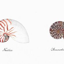 Nautilus & Ammonoidea shell. Un proyecto de Ilustración tradicional e Ilustración naturalista				 de Sara Scheggi - 20.05.2023