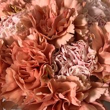 Studio of Joy. Floral, and Plant Design project by Agnes Choi - 05.20.2023