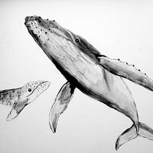 My project for course: Animal Illustration with Charcoal and Ink. Un progetto di Belle arti, Disegno, Illustrazione con inchiostro e Illustrazione naturalistica di Denise DESENEPART - 23.05.2023